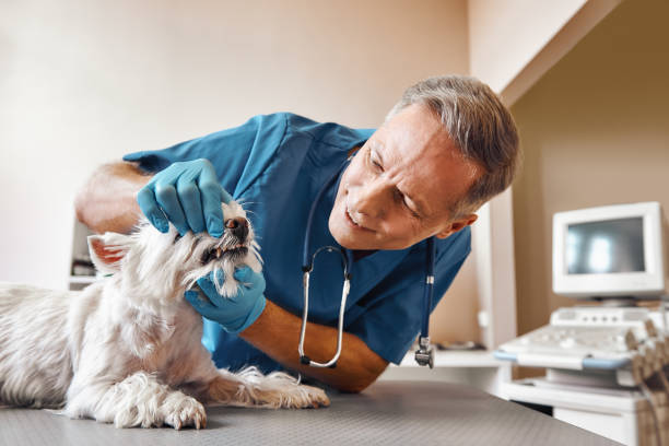 Best Emergency Dental Surgery in Paola, KS